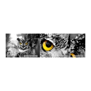 Fotobehang Staaltje Standard Eco - Niets zal zich verbergen - Vogels, Uil, Natuur - 100x30 cm