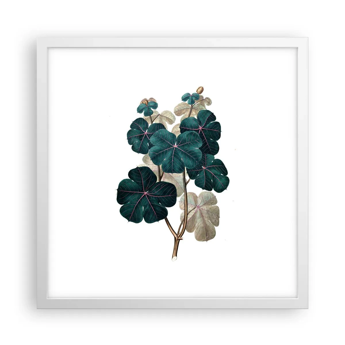 Poster in een witte lijst - Uit het oude herbarium - 40x40 cm
