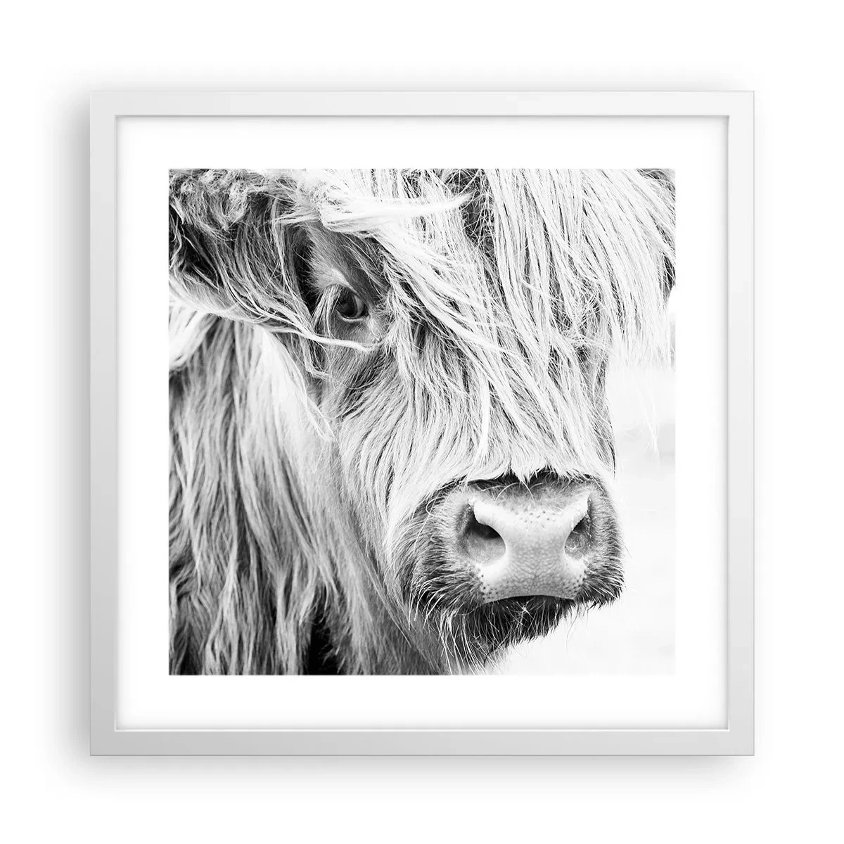 Poster in een witte lijst - Schotse wildheid - 40x40 cm