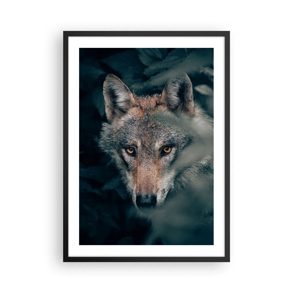 Poster in een zwarte lijst - Portret van een wolf in een mysterieuze bosomgeving - 50x70cm - Jager - Moderne wanddecoratie voor woonkamer en slaapkamer ARTTOR