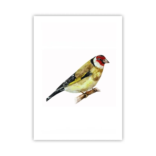 Poster - Vogel portret - 50x70 cm