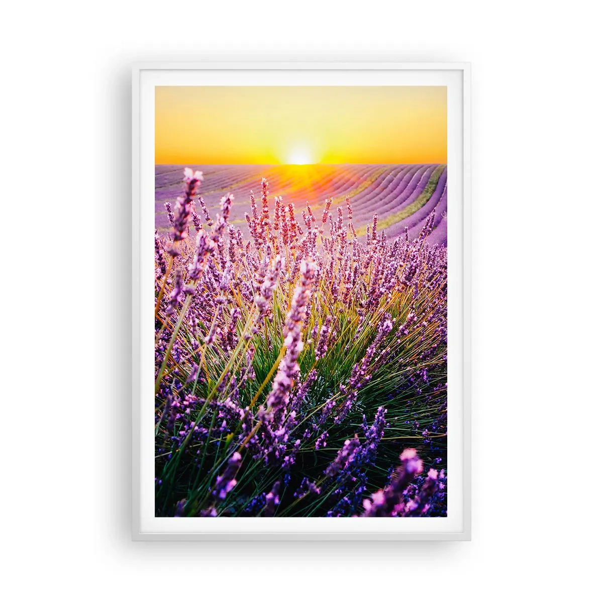 Poster in een witte lijst - Geurige korenvelden - 70x100 cm