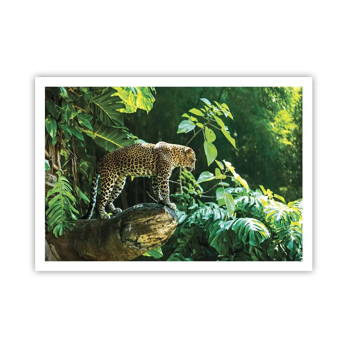 Poster - Op jacht? - 100x70 cm