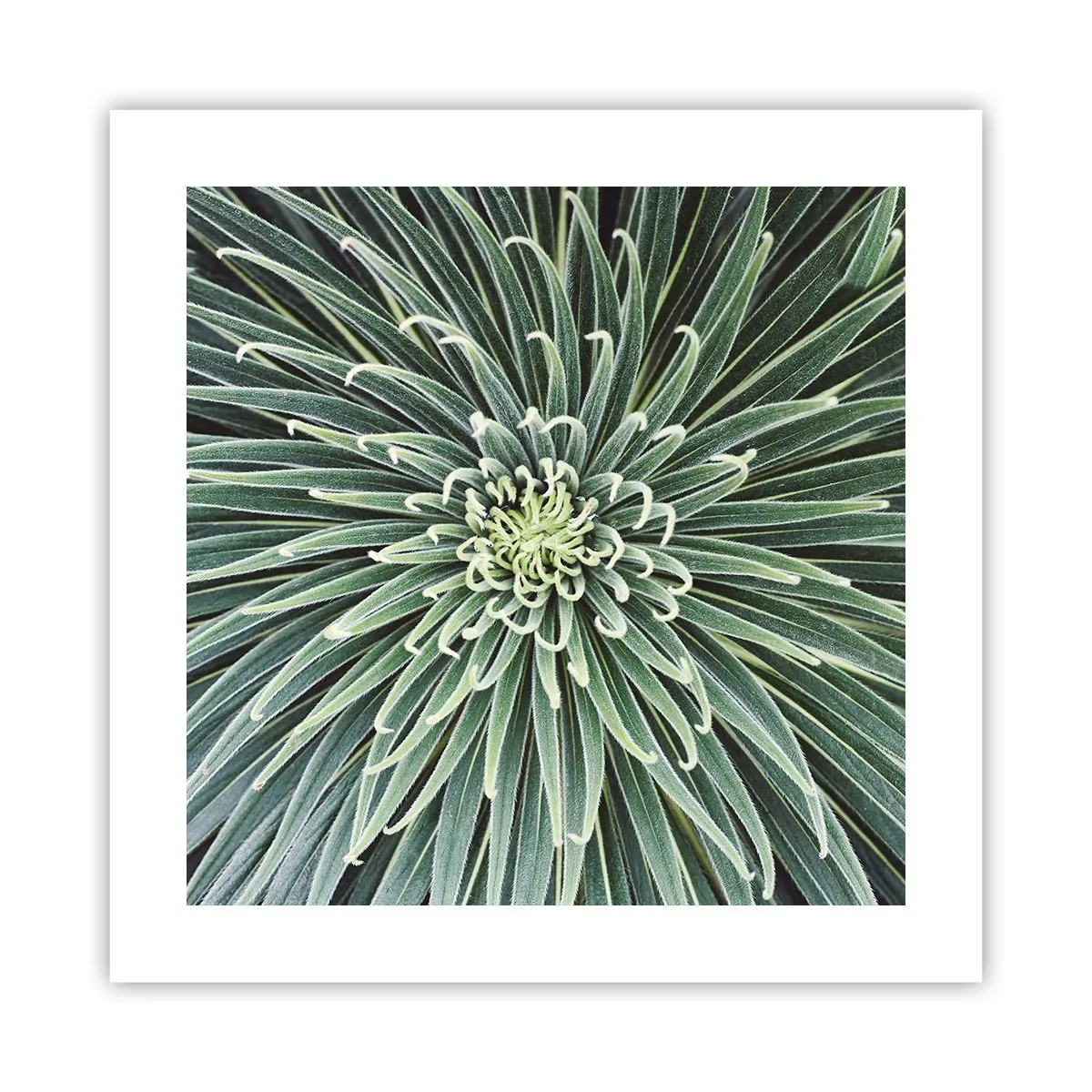 Poster - Een ster is geboren - 40x40 cm