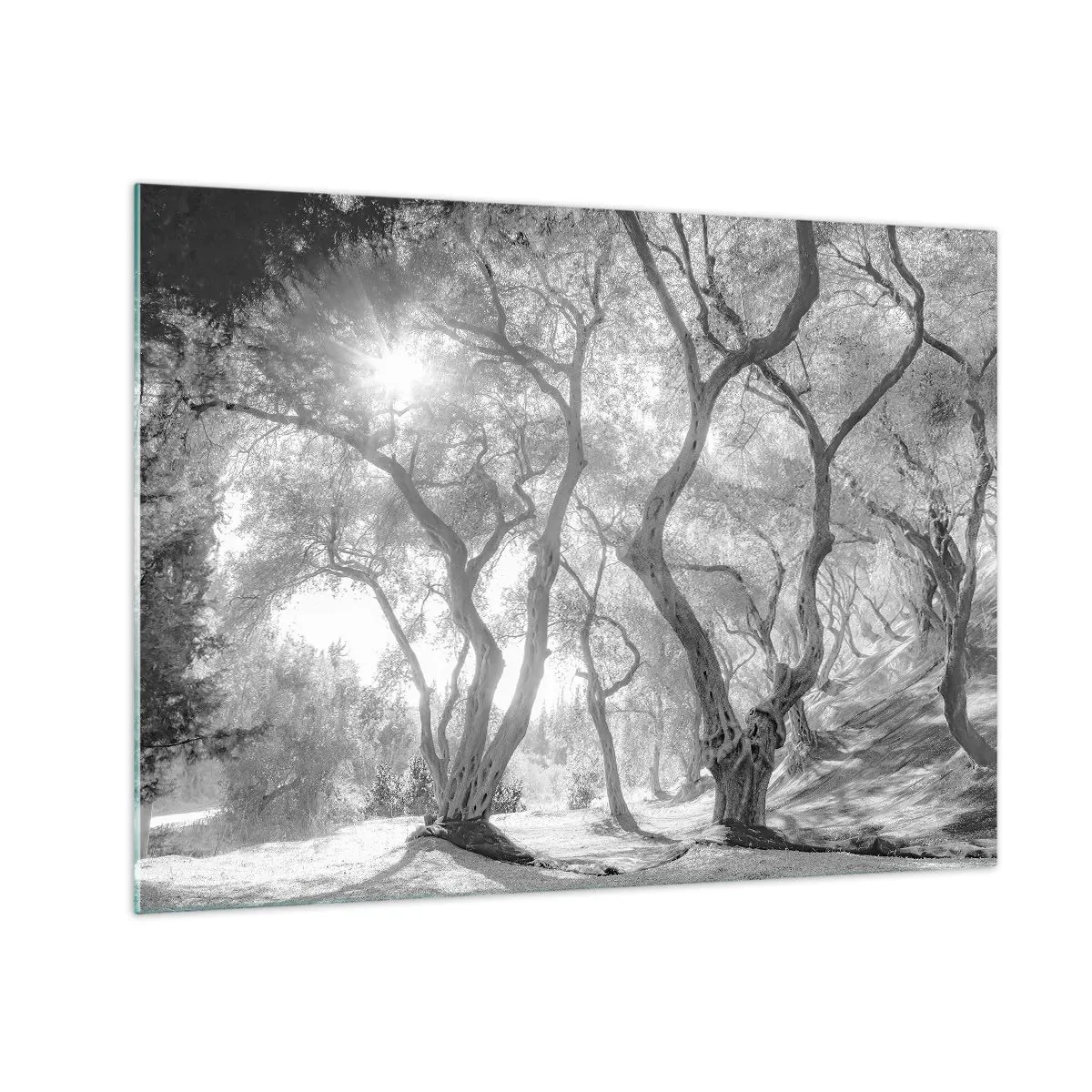 Schilderen op glas - Zwart-witte olijfbomen in zonlicht - 70x50cm - In de olijfboomgaard - Moderne wanddecoratie voor woonkamer en slaapkamer ARTTOR