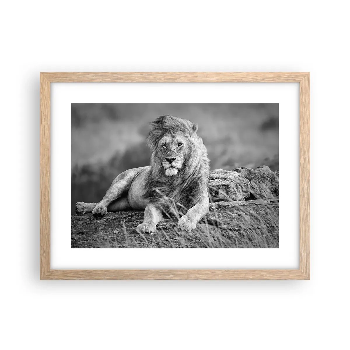 Een poster in een licht eiken lijst - Koninklijke siësta - 40x30 cm