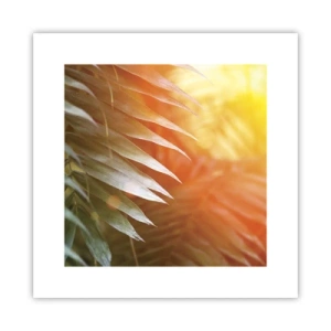 Poster - Ochtend in de jungle - 30x30 cm