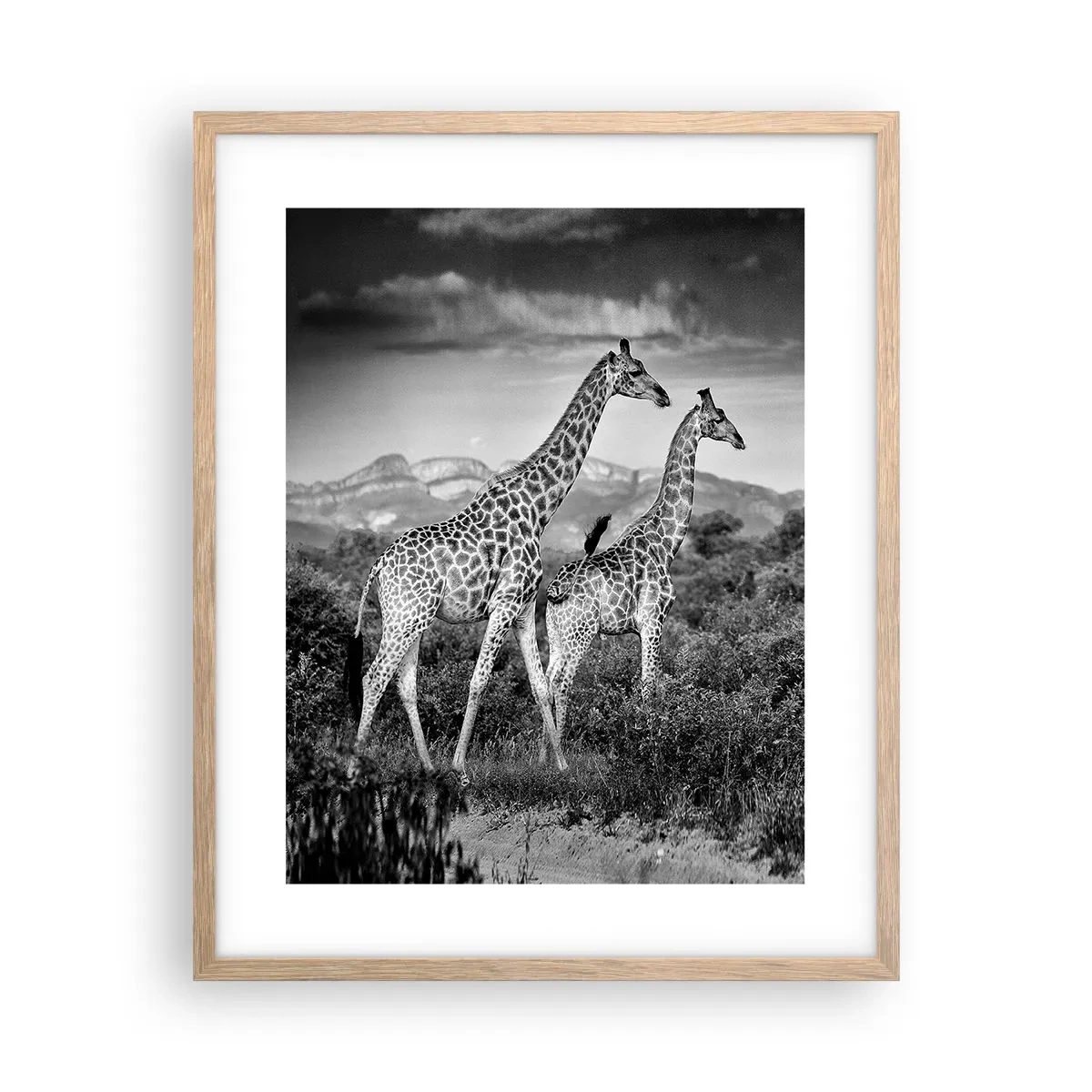 Een poster in een licht eiken lijst - Hoge sferen in Afrika - 40x50 cm