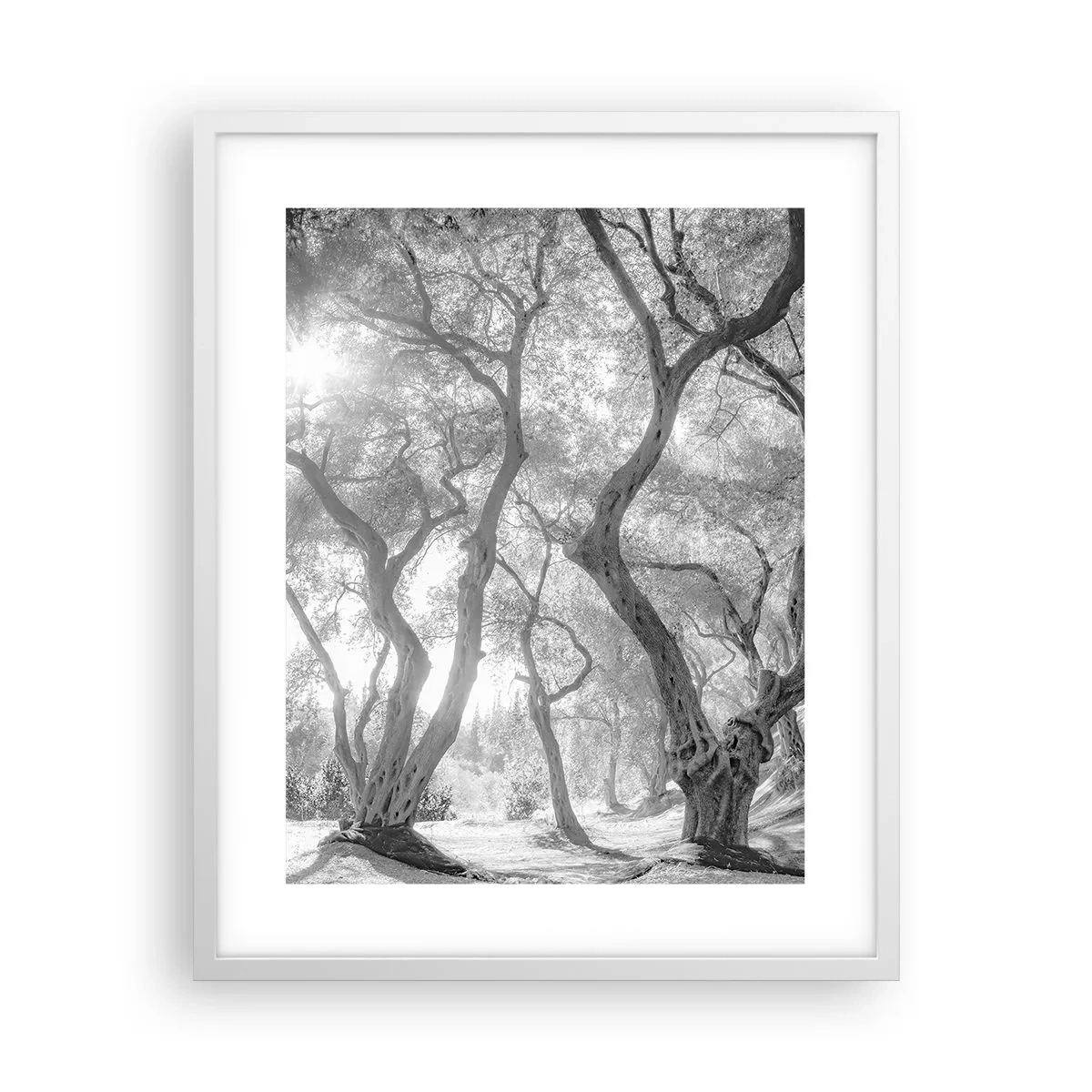 Poster in een witte lijst - In de olijfboomgaard - 40x50 cm