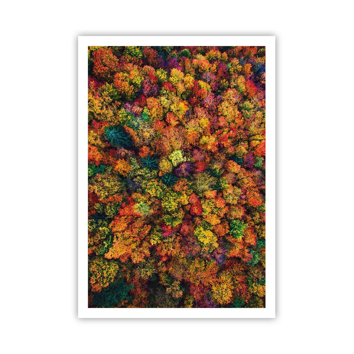 Poster - Boeket herfstbomen - 70x100 cm