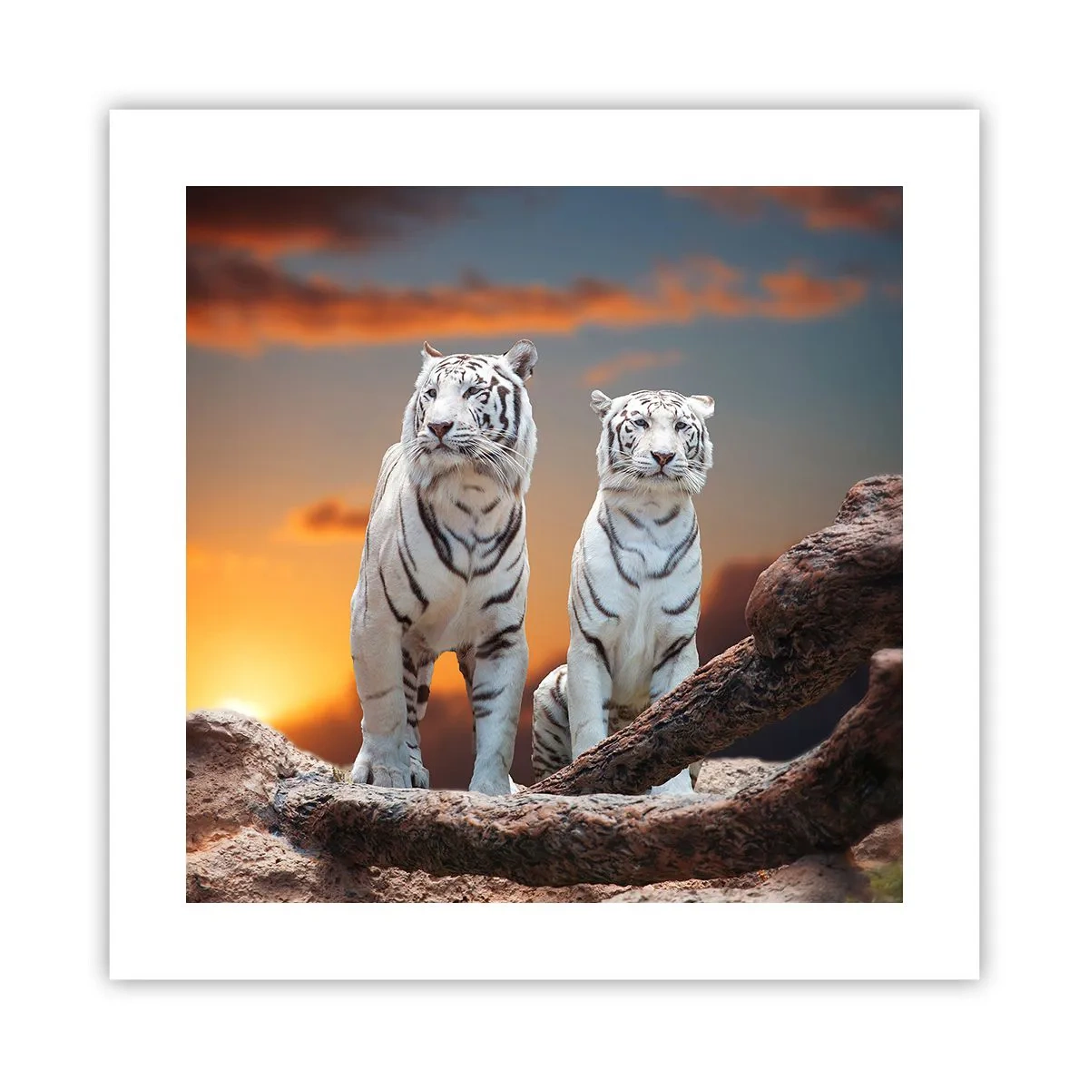 Poster - Net als in Narnia - 40x40 cm