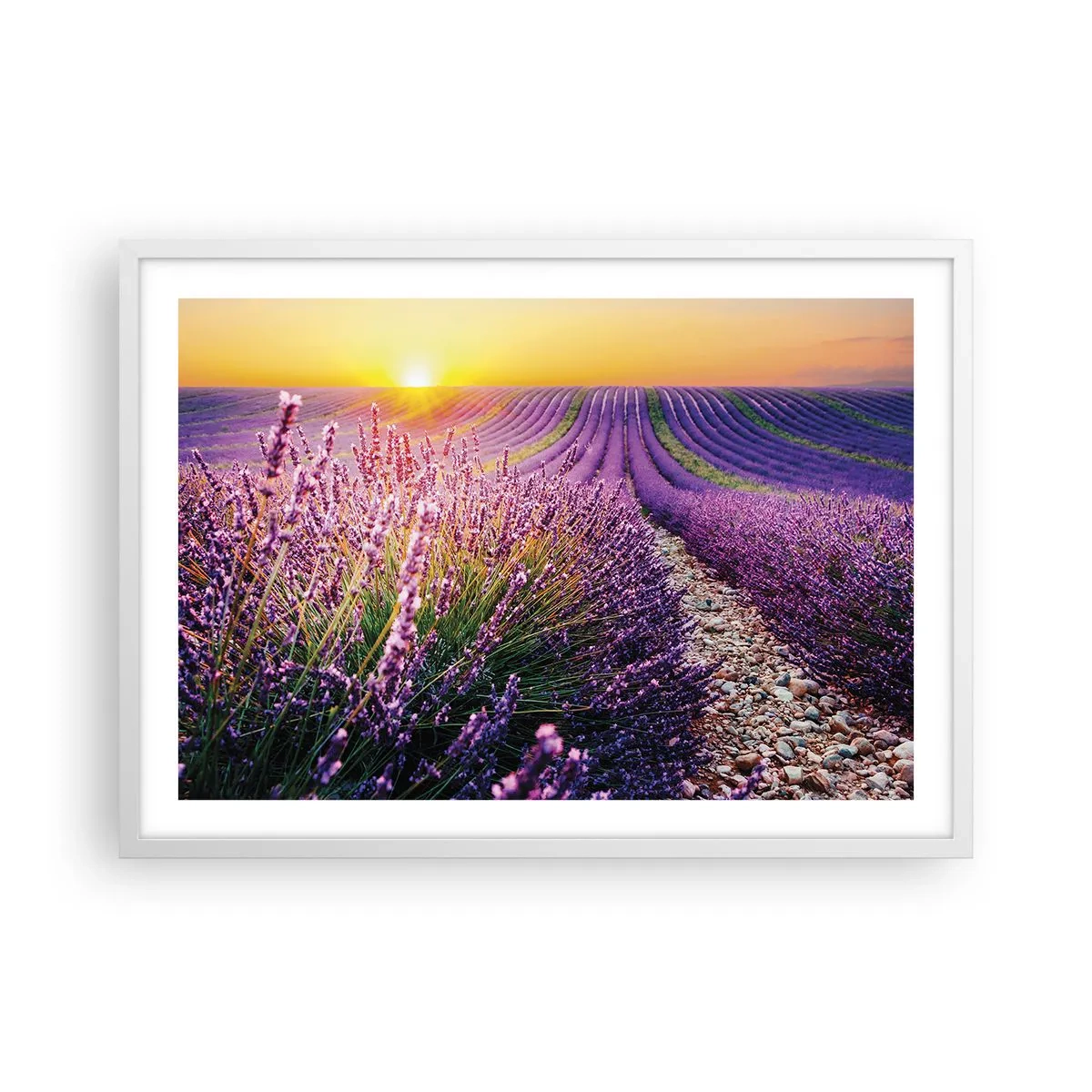 Poster in een witte lijst - Geurige korenvelden - 70x50 cm