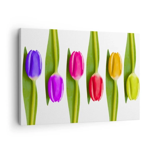 Schilderen op canvas - Veelkleurige tulpen op een rij op een witte achtergrond - 70x50cm - Regenboog compositie - Moderne wanddecoratie voor woonkamer en slaapkamer ARTTOR