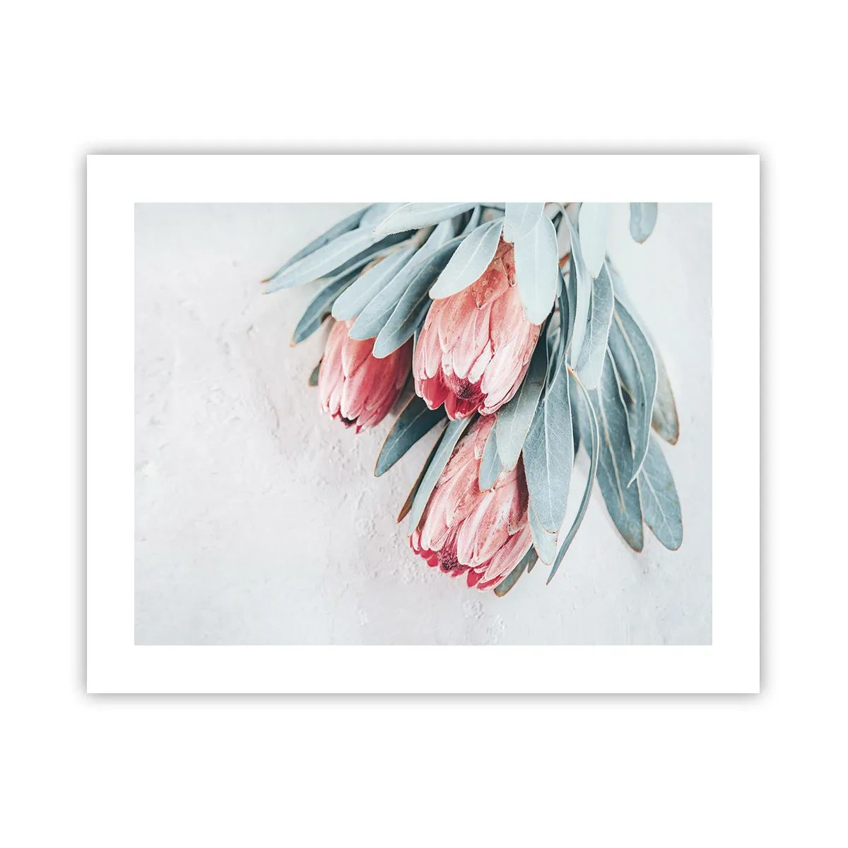 Poster - Schaamt zich voor hun eigen schoonheid - 50x40 cm
