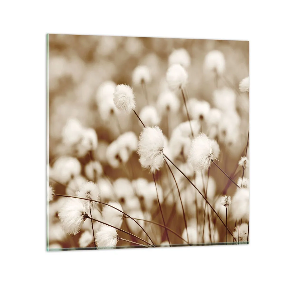 Schilderen op glas - Pluizig korenveld - 70x70 cm