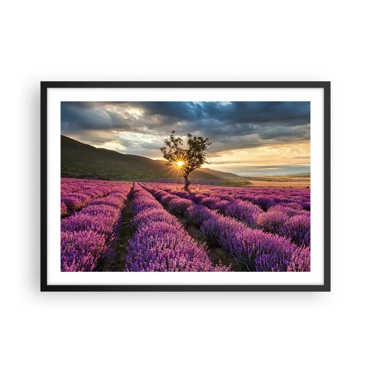 Poster in een zwarte lijst - Lila gekleurd aroma - 70x50 cm