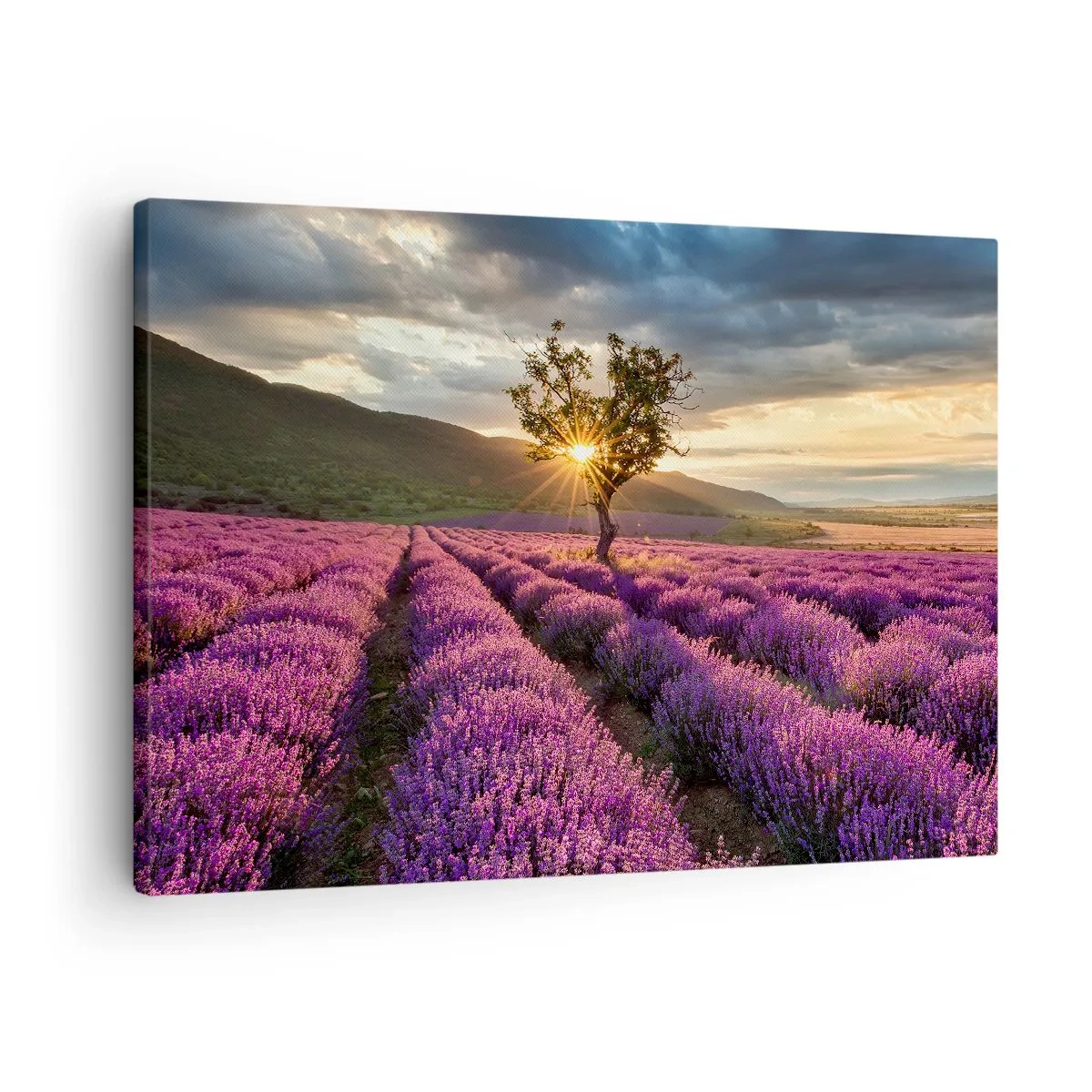 Schilderen op canvas - Een lavendelveld met een eenzame boom bij zonsondergang - 70x50cm - Lila gekleurd aroma - Moderne wanddecoratie voor woonkamer en slaapkamer ARTTOR