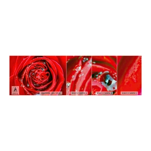 Fotobehang Monster Premium Canvas - In de dauwdruppels - Bloemen, Rode roos, Liefde - 100x30 cm