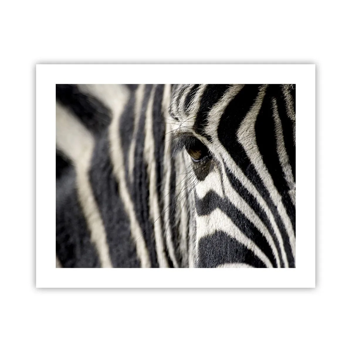 Poster - Gestreept portret - 50x40 cm