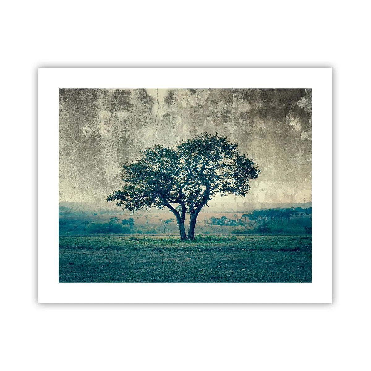 Poster - Een appelboom op een blauw veld? - 50x40 cm