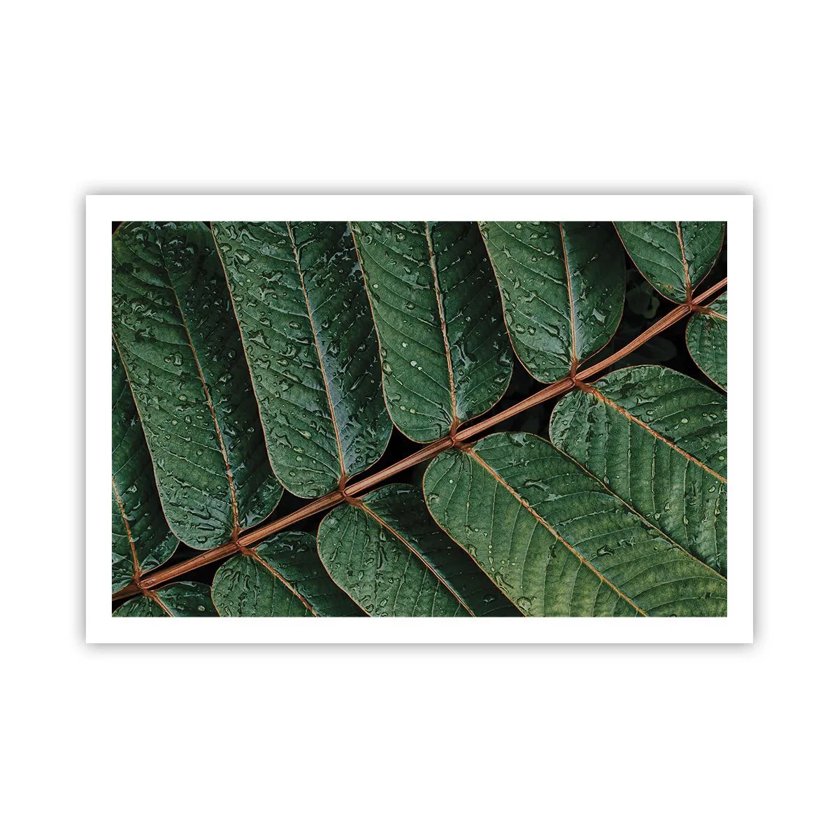 Poster - In een groen ritme - 91x61 cm
