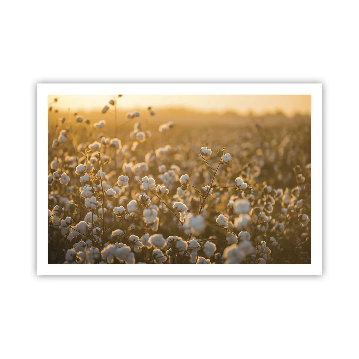 Poster - Pluizig veld - 91x61 cm