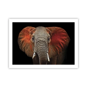 Poster - Ik ben wild, en jij? - 70x50 cm