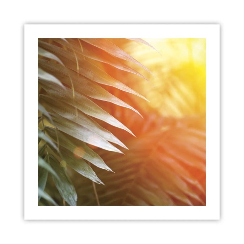 Poster - Ochtend in de jungle - 50x50 cm