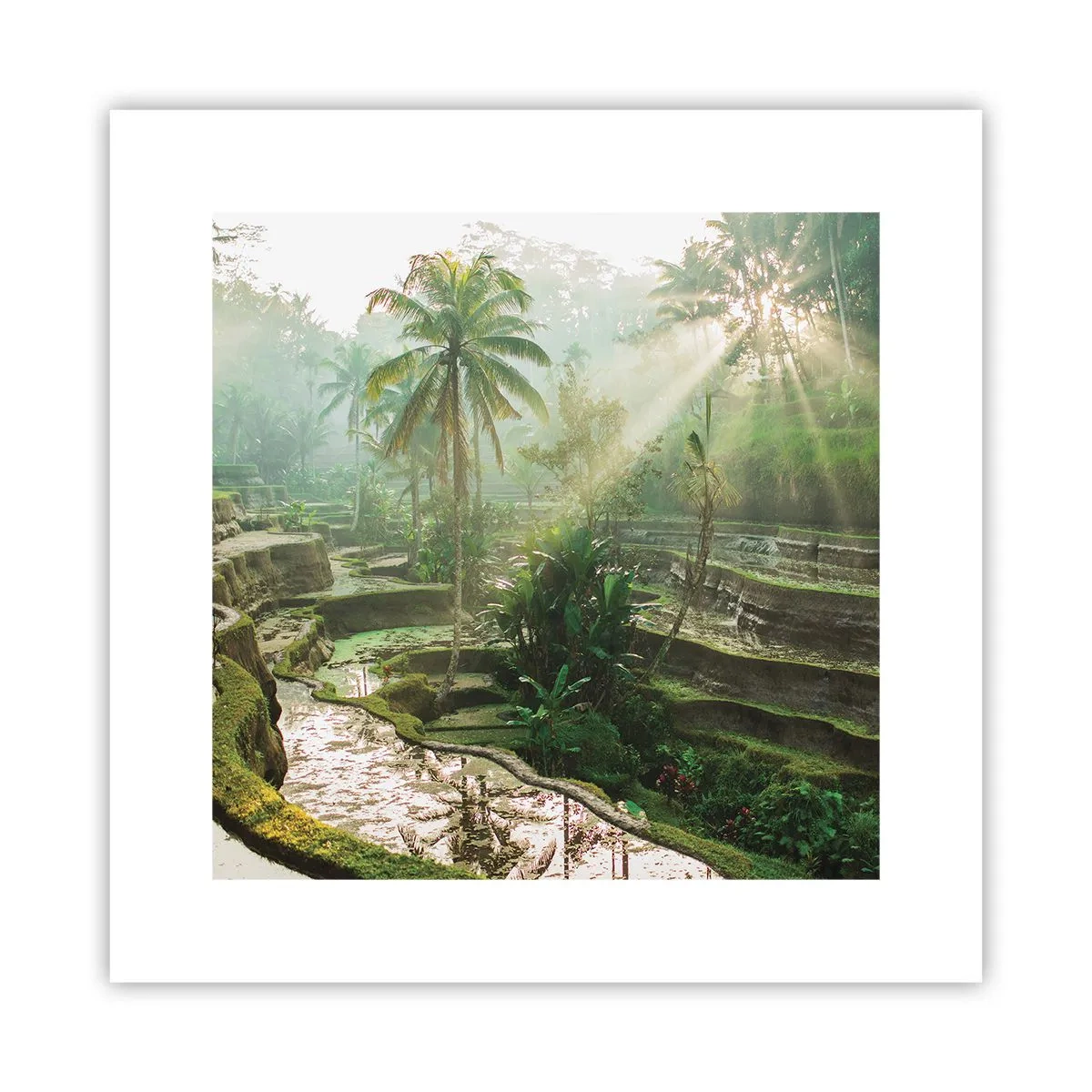 Poster - Opgroeien in de zon - 30x30 cm