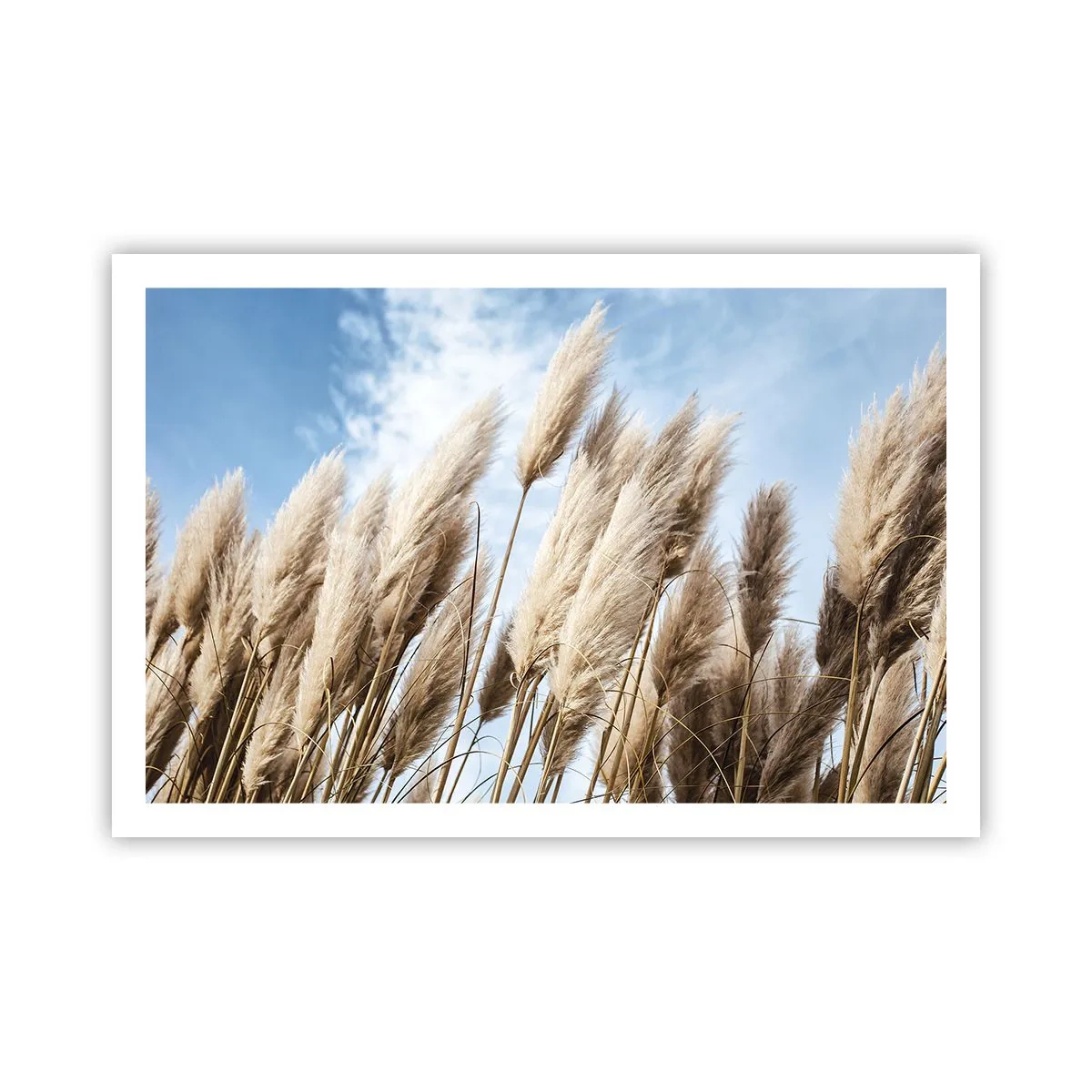 Poster - Zonnige en winderige streling - 91x61 cm