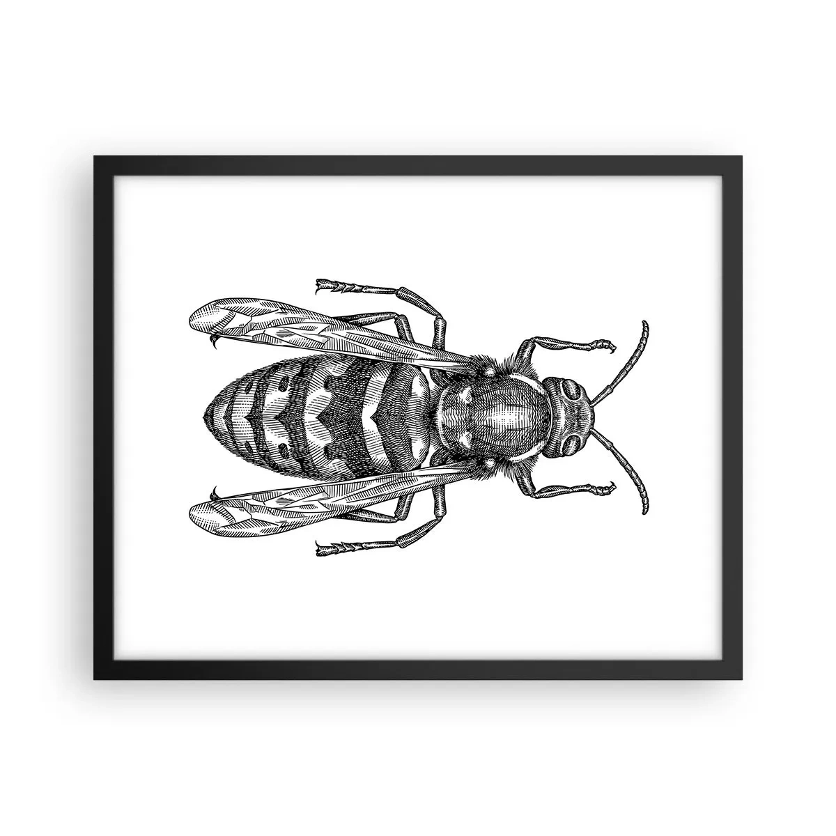 Poster in een zwarte lijst - Van een insectenplaneet - 50x40 cm