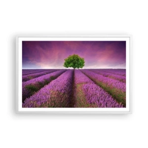 Poster in een witte lijst - Op lavendelvelden - 91x61 cm