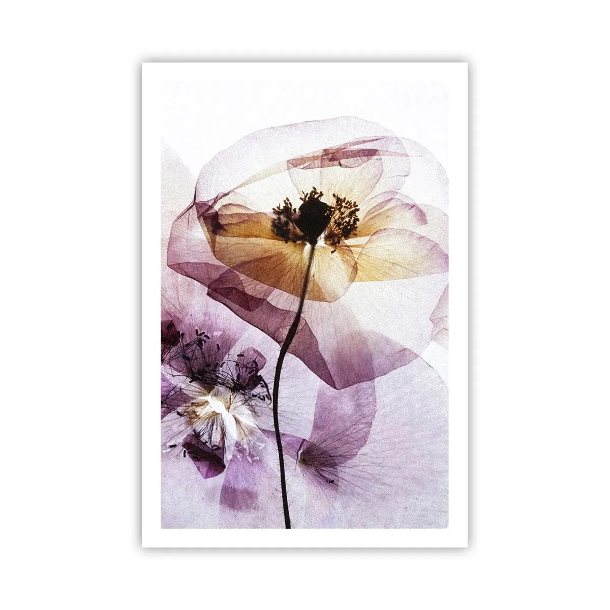Poster - Transparante lichaamsbloemen - 61x91 cm