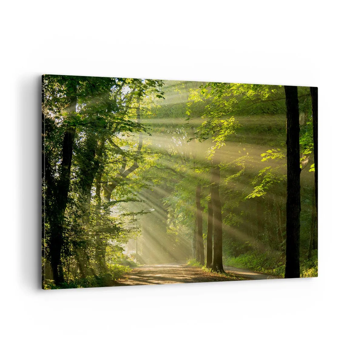 Schilderen op canvas - Bosmoment - 100x70 cm