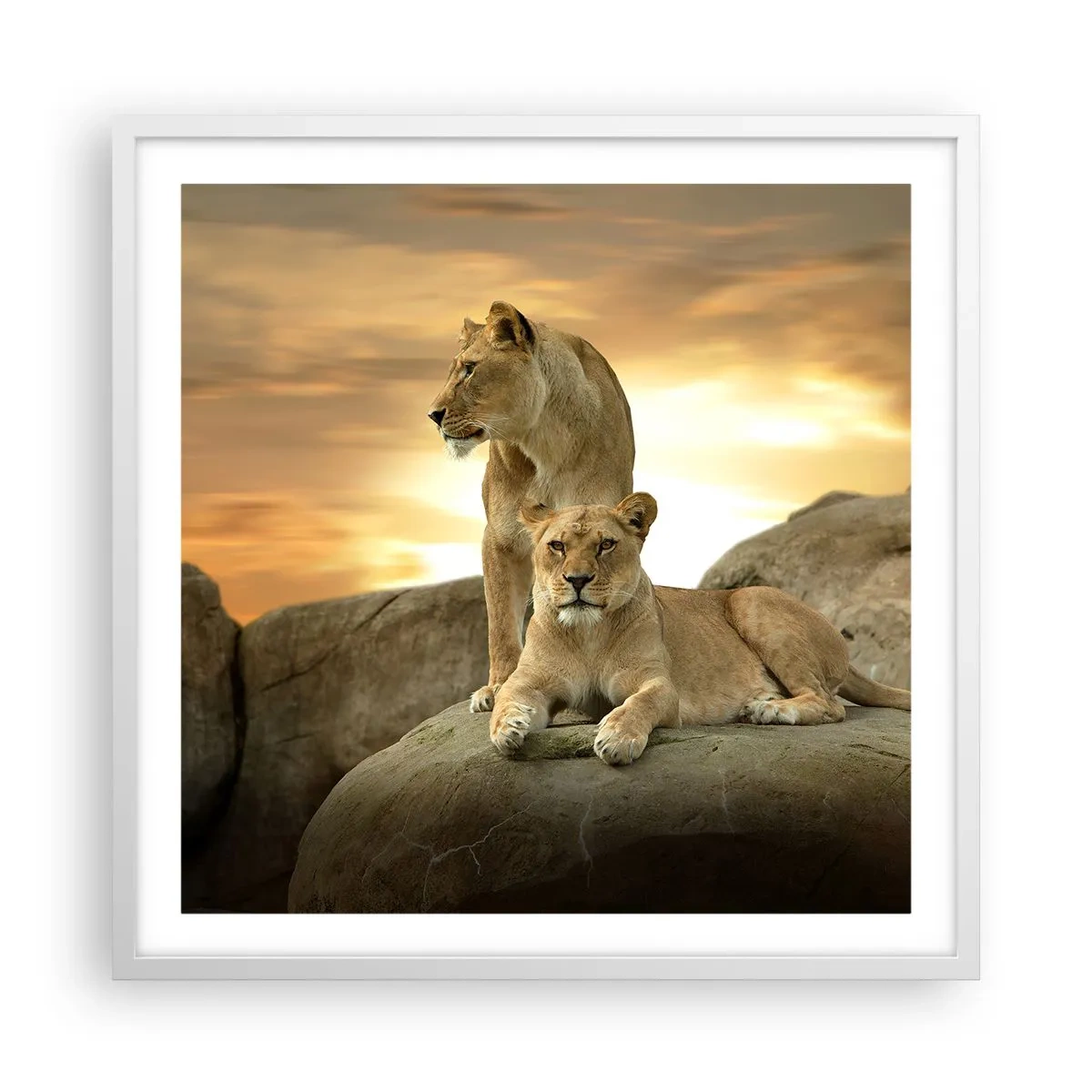 Poster in een witte lijst - Koninklijke majesteit - 60x60 cm