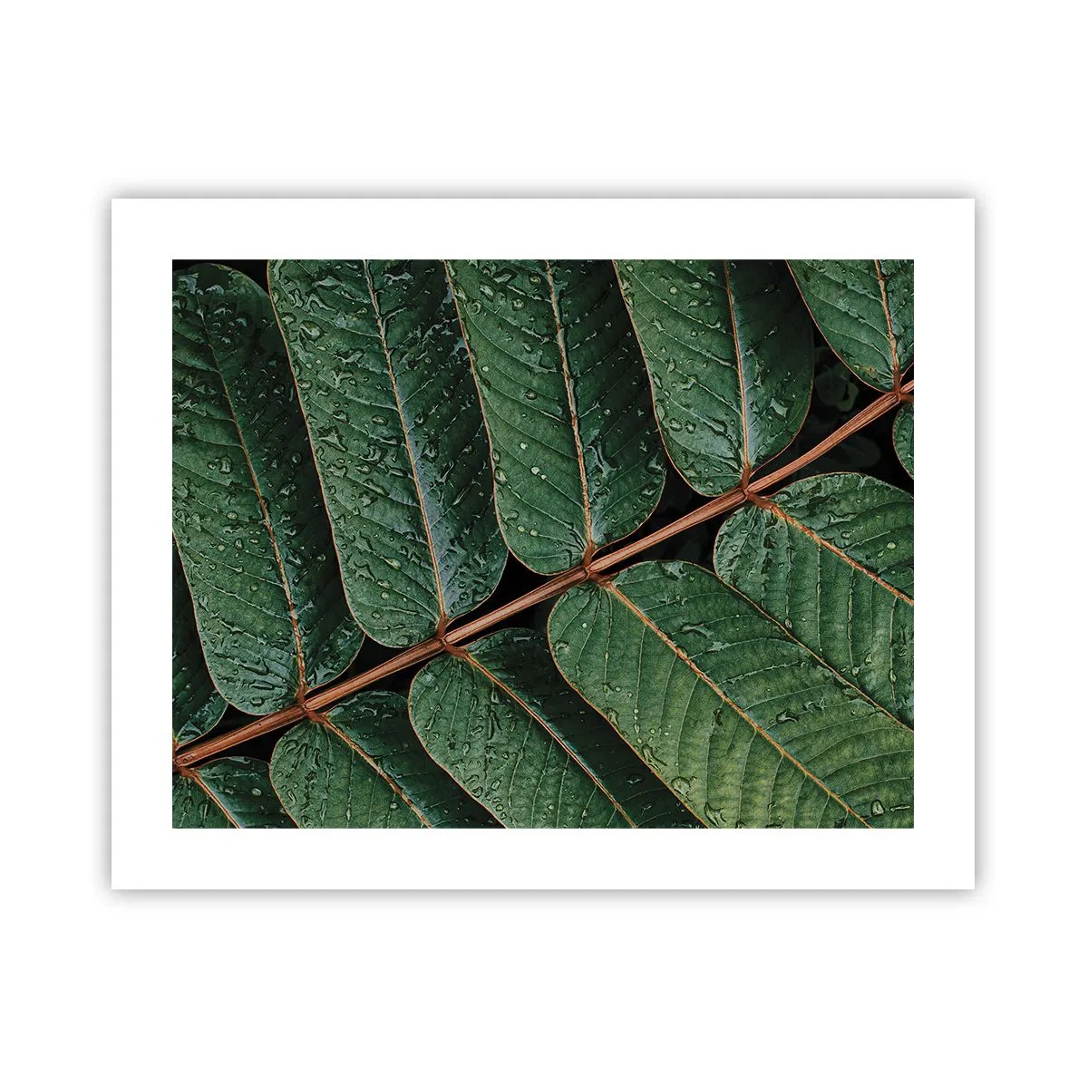 Poster - In een groen ritme - 50x40 cm