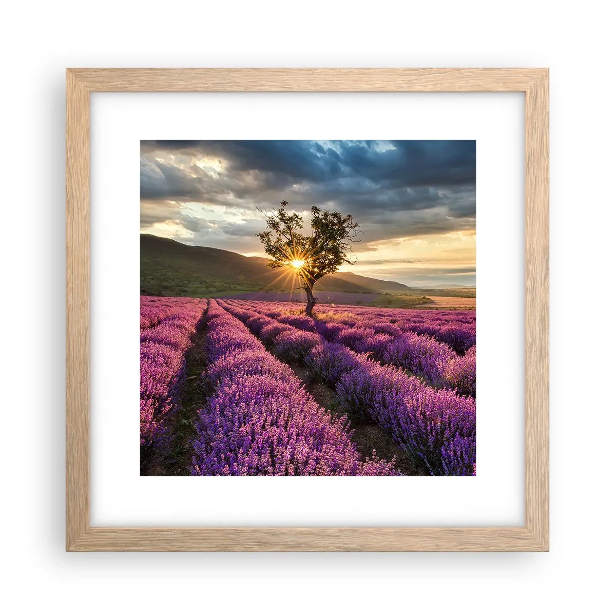 Een poster in een licht eiken lijst - Lila gekleurd aroma - 30x30 cm