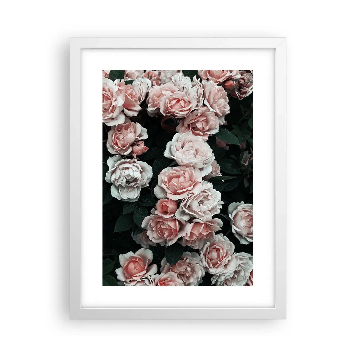 Poster in een witte lijst - Rozen ensemble - 30x40 cm