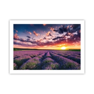 Poster - Lavendel wereld - 70x50 cm