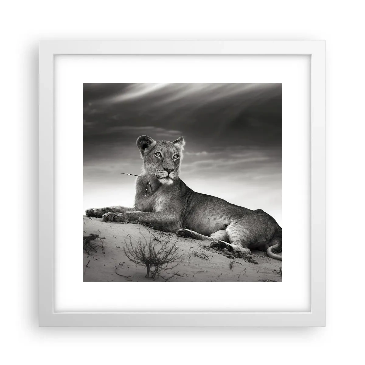 Poster in een witte lijst - De koningin van de woestijn rust - 30x30 cm