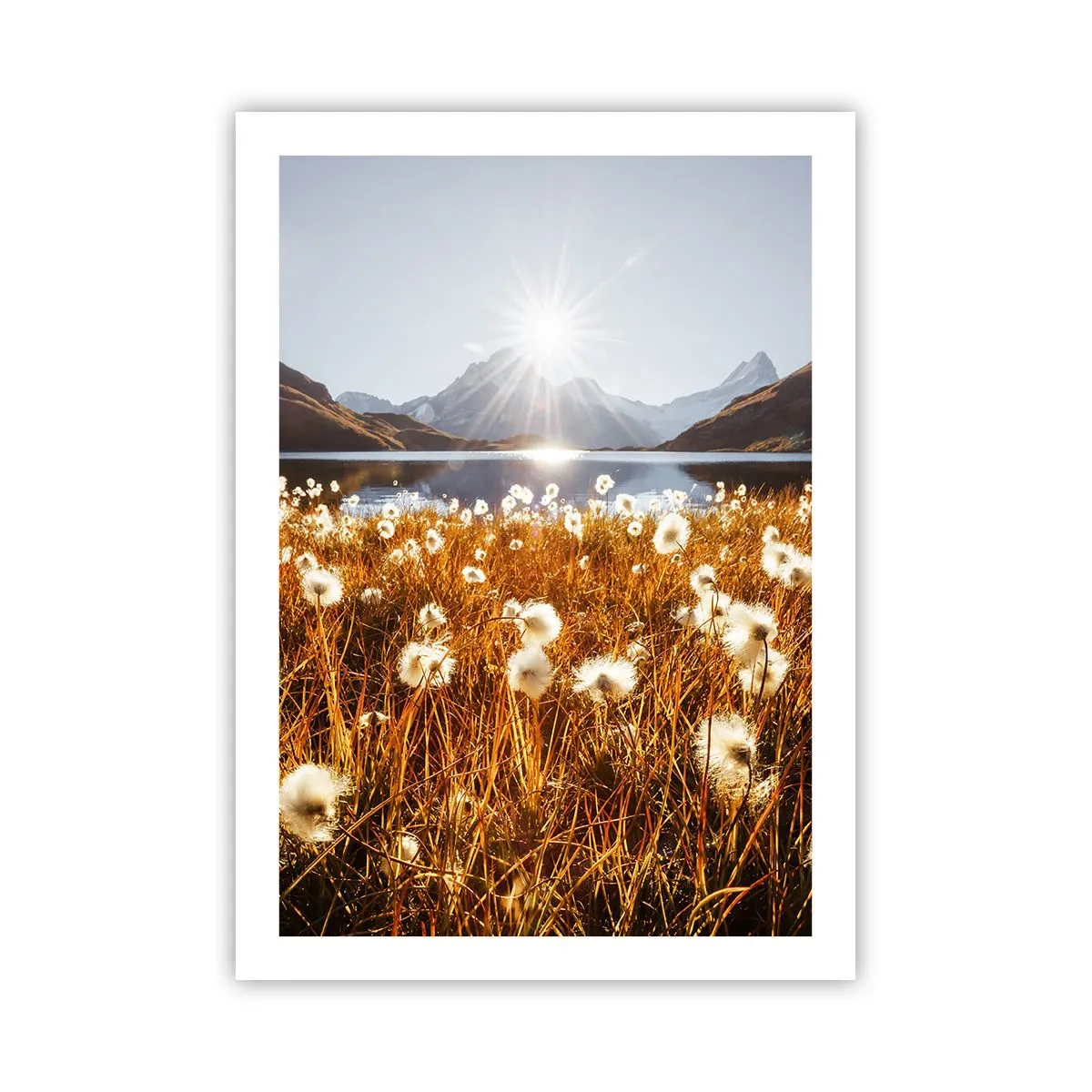 Poster - Steenhardheid, graszachtheid - 50x70 cm