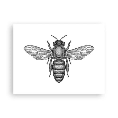Poster - Insectenportret - 40x30 cm