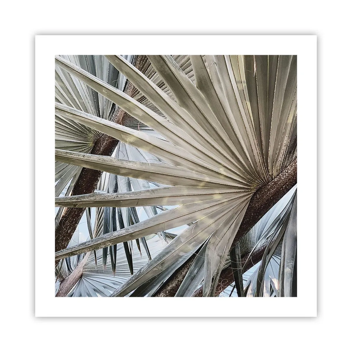 Poster - Fans in de tropen - 50x50 cm