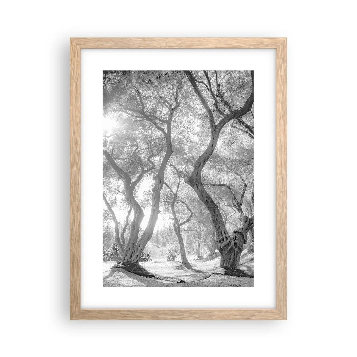 Een poster in een licht eiken lijst - In de olijfboomgaard - 30x40 cm