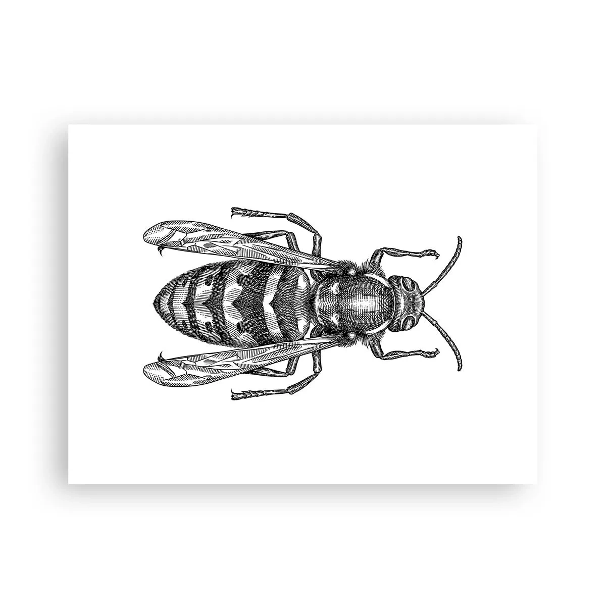 Poster - Van een insectenplaneet - 40x30 cm