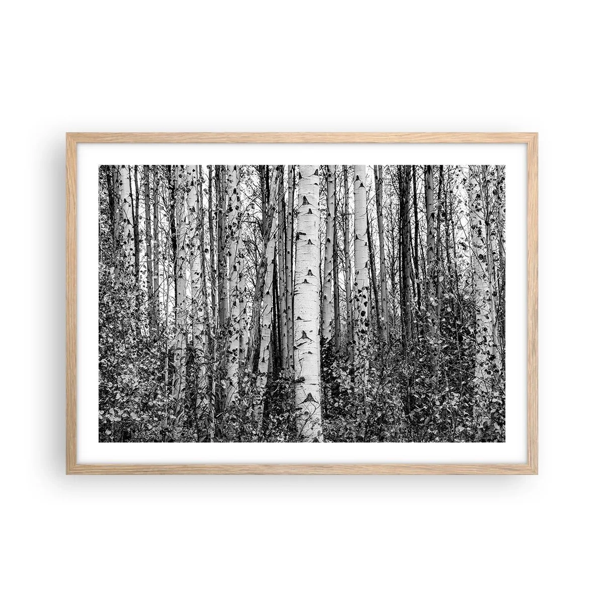 Een poster in een licht eiken lijst - Berken colonnade - 70x50 cm