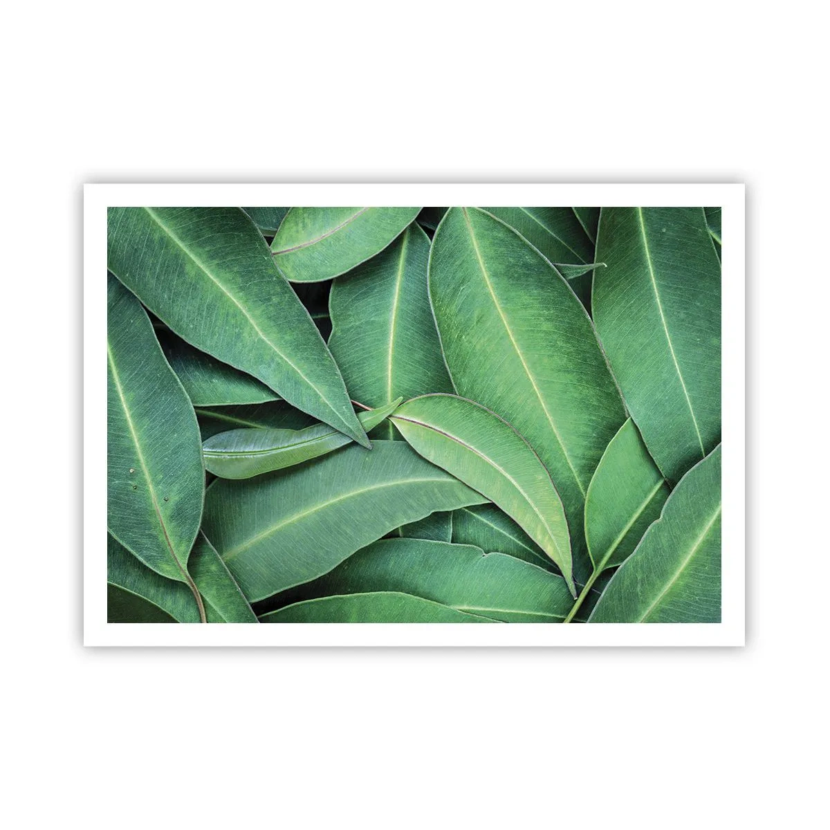 Poster - Sappig en fris - 100x70 cm