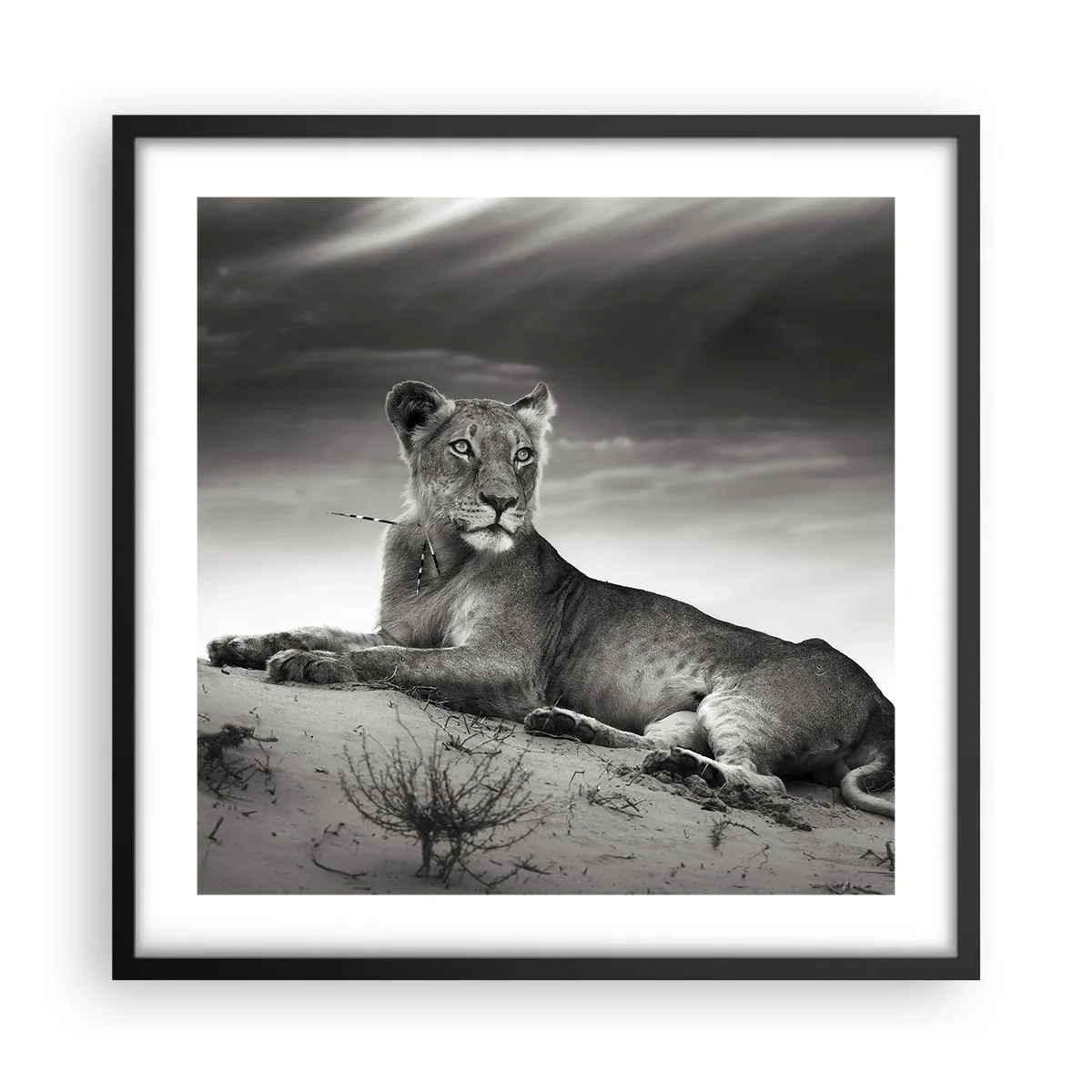 Poster in een zwarte lijst - De koningin van de woestijn rust - 50x50 cm