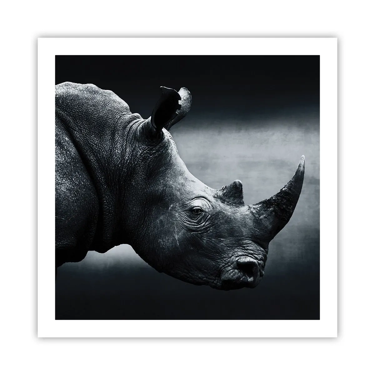 Poster - Rechts profiel - 60x60 cm