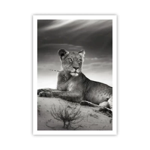 Poster - De koningin van de woestijn rust - 70x100 cm